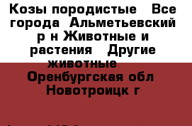 Козы породистые - Все города, Альметьевский р-н Животные и растения » Другие животные   . Оренбургская обл.,Новотроицк г.